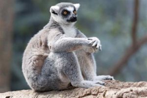 Lemur sitting